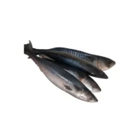 Mackerel – Titus Fish